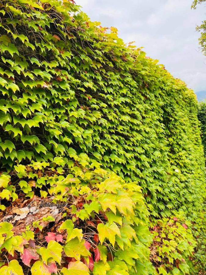 Hotel Green House Lagodekhi Zewnętrze zdjęcie